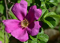 State Flower of Turkmenistan