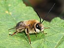 2010 Eucera longicornis