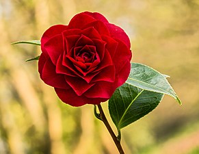 Flor de Camellia × williamsii 'Roger Hall'. Abril de 2021.