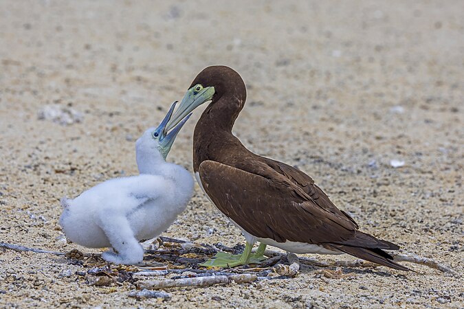 圖為正在巢上餵食雄生幼鶵的雌性褐鰹鳥（Sula leucogaster plotus），攝於澳大利亚昆士蘭州大堡礁的麥克拉斯沙島。