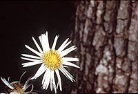 Erigeron pulchellus