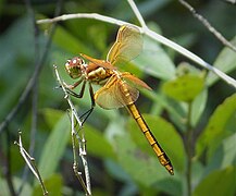 Libellula auripennis