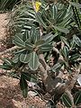 Pachypodium rosulatum