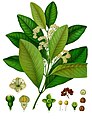 Pimenta dioica (L.) Merr.