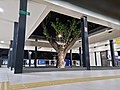 Suasana malam Halte Kwitang dengan sebatang pohon berdiri di tengah halte, 2022
