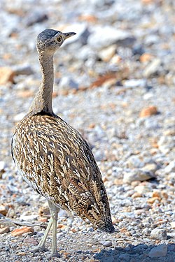 Red-Crested Korhaan (lophotis ruficrista) near Okaukuejo in Etosha