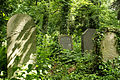 Macewy na starym cmentarzu żydowskim we Wrocławiu