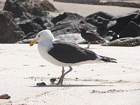 Subspecies L. d. dominicanus stealing a meal of shellfish from blackish oystercatchers in Bahía Inglesa, Chile