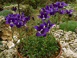 Clopoțel (Campanula bessenginica)