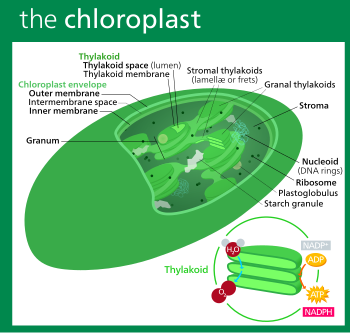 Structure of a typical higher-plant chloroplast. The green chlorophyll is contained in stacks of disk-like thylakoids.