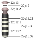 22號染色體