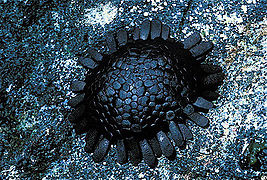 Shingle urchin (Colobocentrotus atratus).