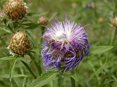 Slika:Crab spider yellow.jpg