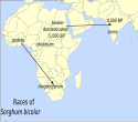 Domestication and races of sorghum