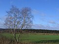 Birke vor Graueler Naturpanorama