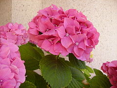 Fleurs d'hortensia en sol alcalin.