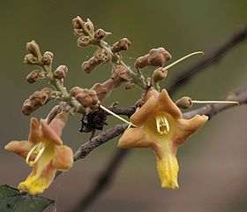 Gmelina arborea