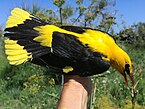 A golden oriole during the spring migration