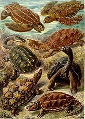 Fanciful drawing showing 7 turtles, with a variety of carapaces and body shapes