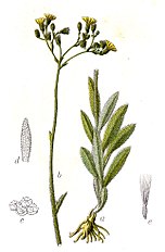 <center>Hieracium echioides</center>