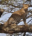 Piccole rosette su fondo beige chiaro (qui un leopardo africano)