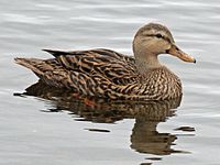 Female - Florida