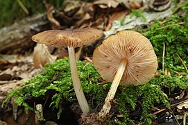 Pluteus phlebophorus (Pluteaceae)