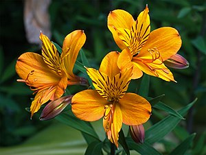 Το είδος Alstroemeria aurea