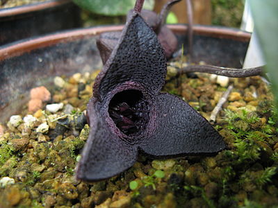 Asarum megacalyx, Japan