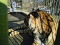 One of the three living tigers in Bitola Zoo.