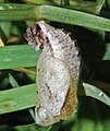 Pupa, lateral view