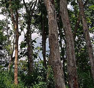 Holtbusk mäd ju Oard Dalbergia latifolia in Indonesien