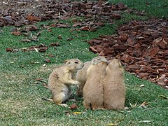 Chiens de prairie