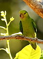 Dusky-billed parrotlet (Forpus modestus)
