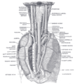 The position and relation of the esophagus in the cervical region and in the posterior mediastinum. Seen from behind.