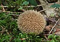 Igel-Stäubling Lycoperdon echinatum