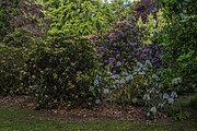 In de omgeving van het landhuis staan verschillende rododendrons