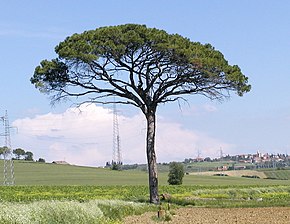 Descripcion d'aqueste imatge, tanben comentat çaiaprèp