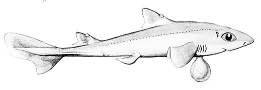 Squalus megalops