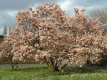 Magnolija u Njemačkoj.