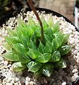 Haworthia cooperi (showing translucent "window" panels at the tips of its leaves)