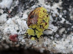 Hesperomyces virescens (jaune, Laboulbeniomycetes)