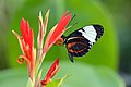 Heliconius cydno on Zingiberales