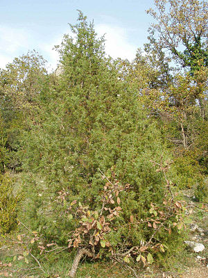 Paprastasis kadagys (Juniperus communis)