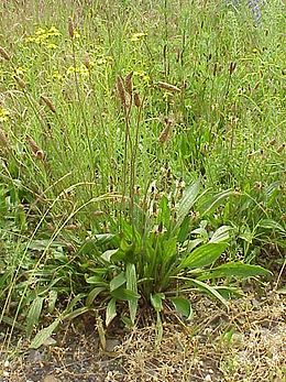 Qallu-qallu (Plantago lanceolata)