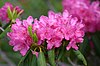 Rhododendron