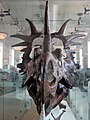 Crâne de Styracosaurus albertensis au Muséum américain d'histoire naturelle.