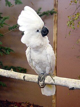 Cacatua alba (Superfamília Cacatuoidea)