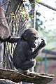 Der im Zoo geborene Gorilla Moja