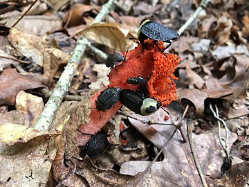 Beetles feeding on a specimen in Virginia